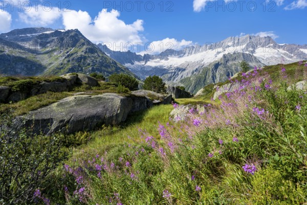 Pink springwort, picturesque mountain landscape with dammastock and damma glacier, Göscheneralp, Canton of Uri, Switzerland