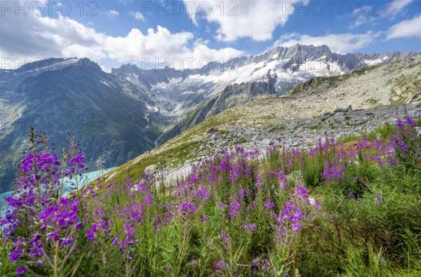 Pink springwort, turquoise-blue mountain lake Göscheneralpsee, picturesque mountain landscape with dammastock and damma glacier, Göscheneralp, Canton of Uri, Switzerland
