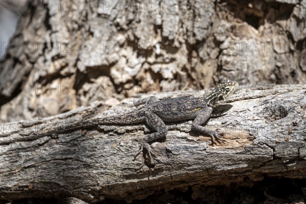 Female Siedleragame (Agama Agama), Epupa, Namibia