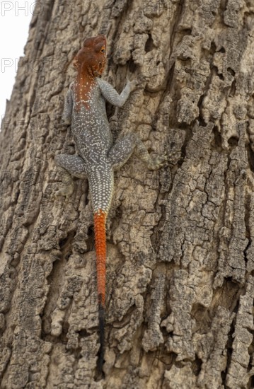 Male Siedleragame (Agama Agama), Epupa, Namibia