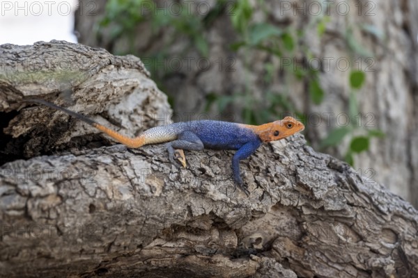 Male red-headed rock Agama (Agama Agama), Epupa, Namibia