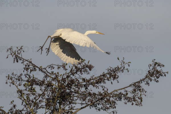 Great Egret (Ardea alba), flying, Emsland, Lower Saxony, Germany