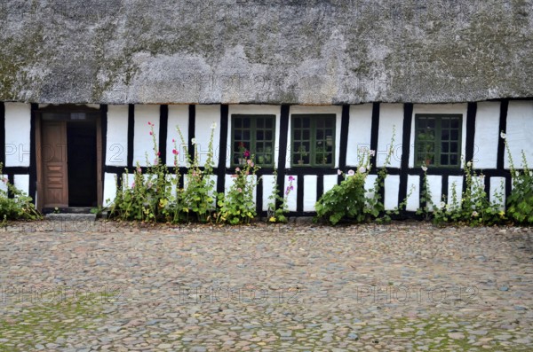 Hollyhocks by a half-timbered house with thatched roof and paved courtyard in Den gamle by, The old Funen village, open air museum in Odense, Fyn island, Funen, Denmark, Scandinavia