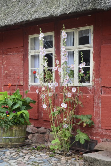 Hollyhocks by the window of a red half-timbered house and paved courtyard in Den gamle by, The old Funen village, open air museum in Odense, Fyn island, Funen, Denmark, Scandinavia