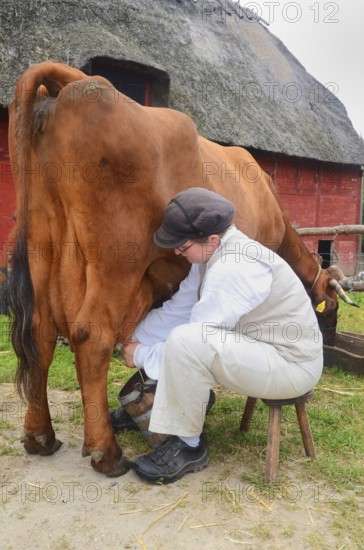 Woman milking a brown cow by hand outdoors in front of a red half-timbered house with thatched roof in Den gamle by, The old Funen village, open air museum in Odense, Fyn island, Funen, Denmark, Scandinavia