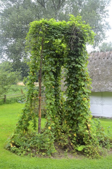 Growing hops in Den gamle by, The old Funen village, open air museum in Odense, Fyn island, Funen, Denmark, Scandinavia
