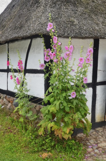 Hollyhocks by a half-timbered house with thatched roof and paved courtyard in Den gamle by, The old Funen village, open air museum in Odense, Fyn island, Funen, Denmark, Scandinavia