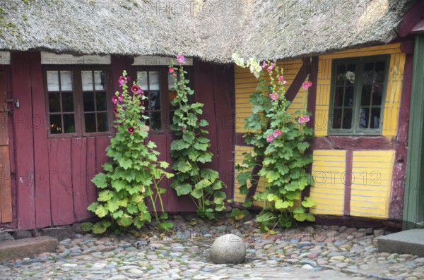 Hollyhocks by the window of a red and yellow half-timbered house with thatched roof and paved courtyard in Den gamle by, The old Funen village, open air museum in Odense, Fyn island, Funen, Denmark, Scandinavia