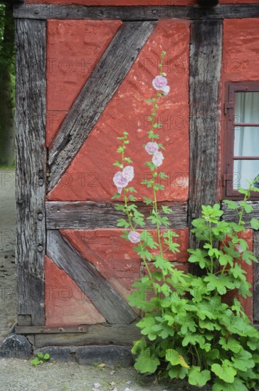 Hollyhocks by the window of a red half-timbered house in Den gamle by, The old Funen village, open air museum in Odense, Fyn island, Funen, Denmark, Scandinavia