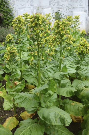 Growing tobacco plants in Den gamle by, The old Funen village, open air museum in Odense, Fyn island, Funen, Denmark, Scandinavia