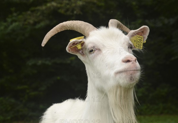 Portrait on a white goat in Den gamle by, The old Funen village, open air museum in Odense, Fyn island, Funen, Denmark, Scandinavia