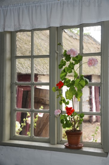 Geraniums in an old barred window and with a view out onto a half-timbered courtyard with a thatched roof in Den gamle by, The old Funen village, open air museum in Odense, Fyn island, Funen, Denmark, Scandinavia