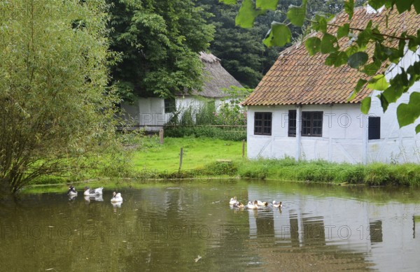Pond with geese and ducks next to half-timbered house in Den gamle by, The old Funen village, open air museum in Odense, Fyn island, Funen, Denmark, Scandinavia