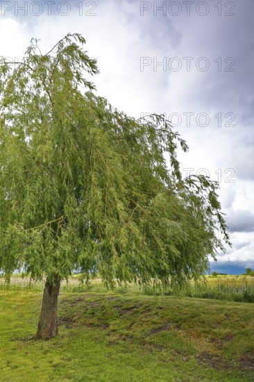 Willow tree on a green meadow under cloudy sky, Peenetal nature park Park, Mecklenburg-Western Pomerania, Germany