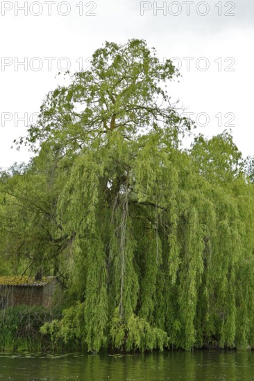 Large pasture on the banks of a calm body of water, lush greenery, Peenetal nature park Park, Mecklenburg-Western Pomerania, Germany