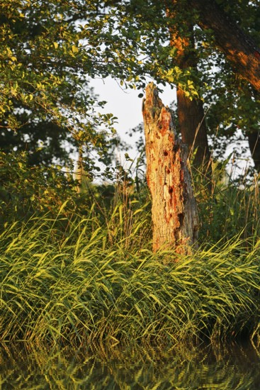An illuminated tree stump surrounded by thick bushes at sunset, Peenetal nature park Park, Mecklenburg-Western Pomerania, Germany