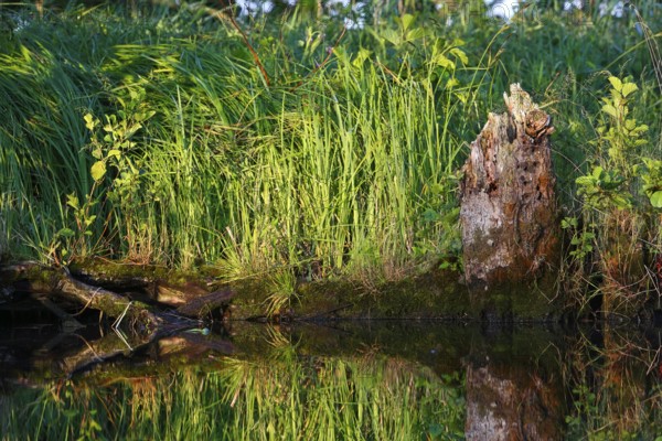 A surrounding tree stump next to water and thick grass, Peenetal nature park Park, Mecklenburg-Western Pomerania, Germany