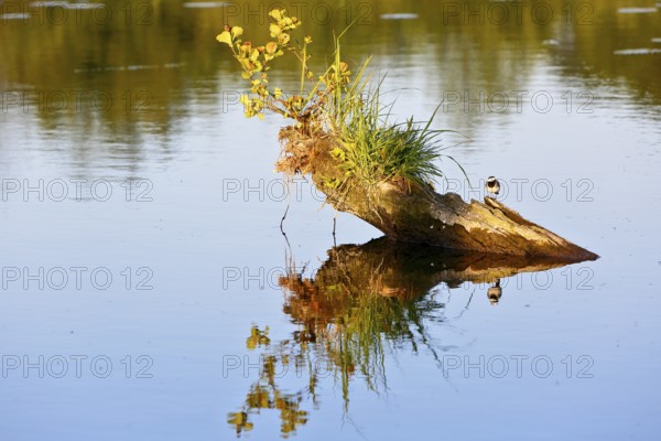 A tree stump with plants and bird reflecting in calm water, Peenetal nature park Park, Mecklenburg-Western Pomerania, Germany