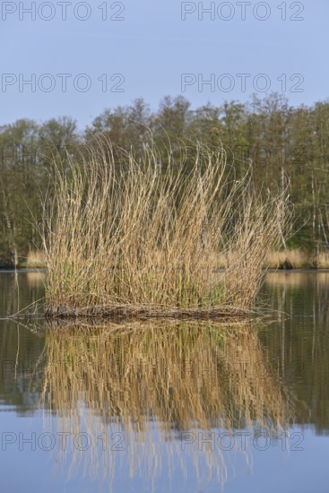 Vertical reeds in a lake reflected in the water, Peenetal nature park Park, Mecklenburg-Western Pomerania, Germany