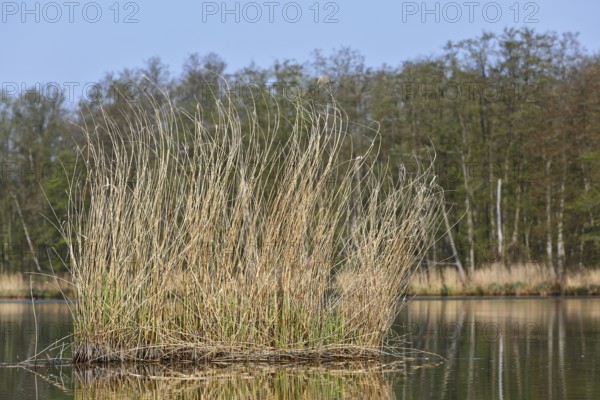 Reeds in a quiet lake with wooded background under clear sky, Peenetal nature park Park, Mecklenburg-Western Pomerania, Germany