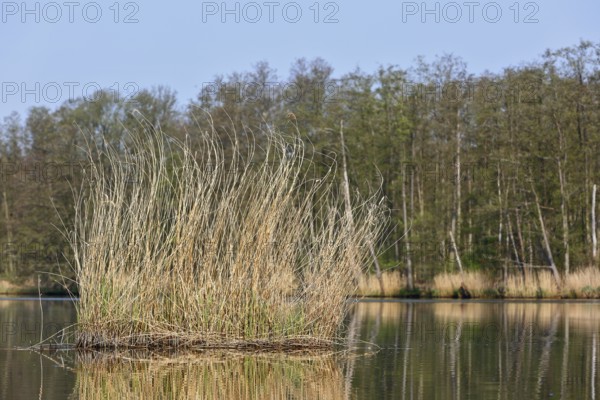 A sunny day with reeds reflecting in the calm lake, Peenetal nature park Park, Mecklenburg-Western Pomerania, Germany