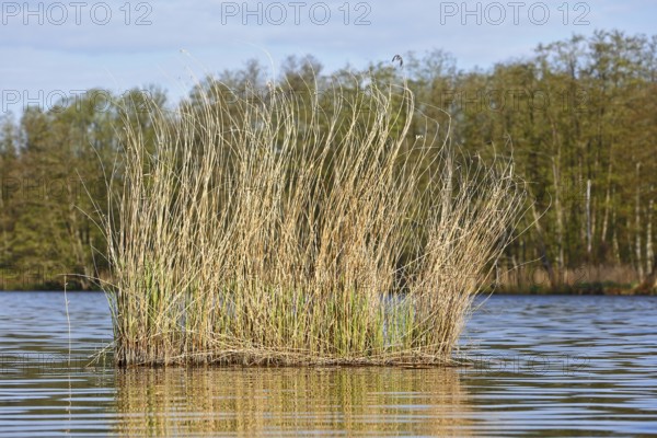 Reeds in the foreground of a lake against a wooded background, Peenetal nature park Park, Mecklenburg-Vorpommern, Germany