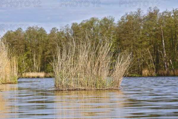 Tall grasses grow from calm water surrounded by a forest, Peenetal nature park Park, Mecklenburg-Western Pomerania, Germany
