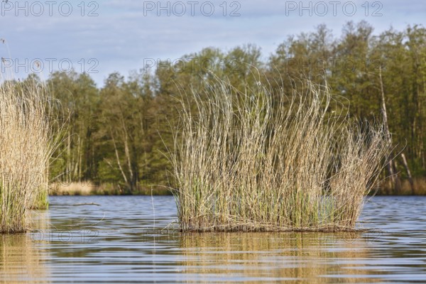 Reeds grow from a quiet lake surrounded by wooded landscape, Peenetal nature park Park, Mecklenburg-Western Pomerania, Germany
