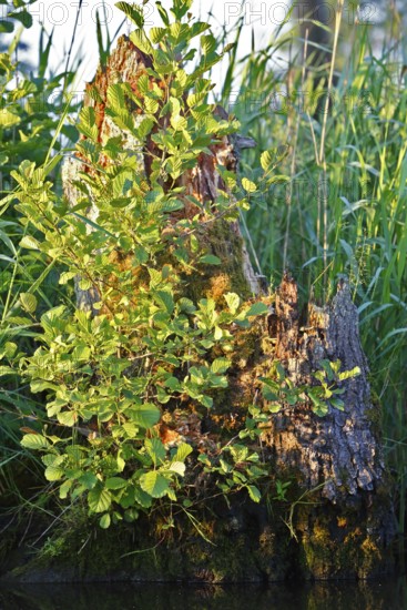 A tree stump with green plants in a lush, natural environment, Peenetal nature park Park, Mecklenburg-Western Pomerania, Germany