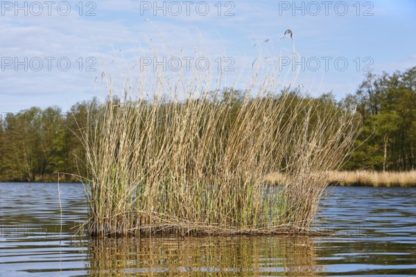 Reeds rising from the calm water of a lake under a blue sky, Peenetal nature park Park, Mecklenburg-Western Pomerania, Germany