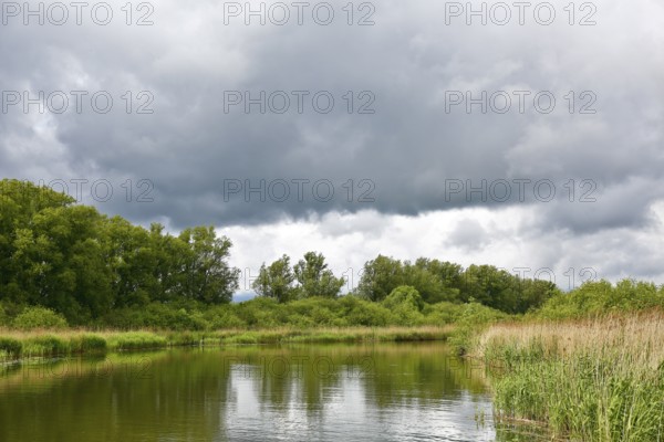 A river under heavy clouds, surrounded by lush trees and tall vegetation, Peenetal nature park Park, Mecklenburg-Western Pomerania, Germany