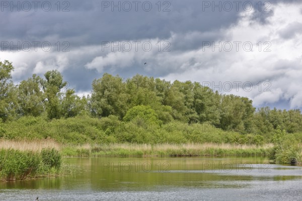 River landscape with wooded riverbank under heavily cloudy sky, Peenetal nature park Park, Mecklenburg-Western Pomerania, Germany