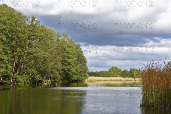 A calm river between wooded banks under dramatic skies, Peenetal nature park Park, Mecklenburg-Western Pomerania, Germany
