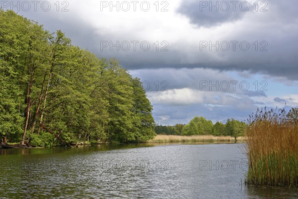 River through wooded landscape under dramatic cloudy sky, Peenetal nature park Park, Mecklenburg-Western Pomerania, Germany