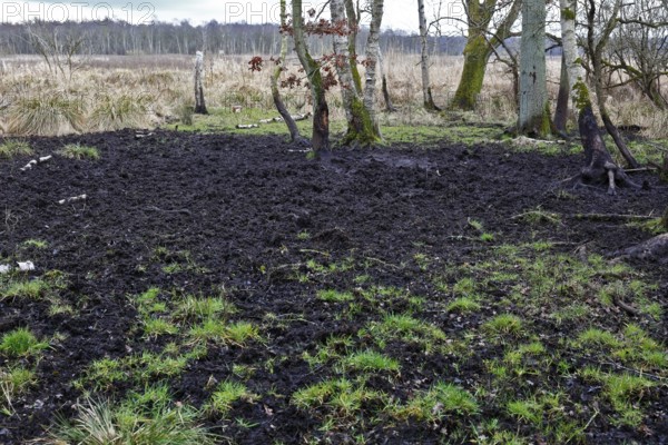 A muddy, grassy area with trees in the background, Peenetal nature park Park, Mecklenburg-Western Pomerania, Germany