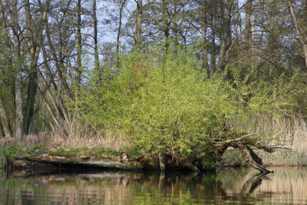 A tree trunk with young leaves in water against a forest background, Peenetal nature park Park, Mecklenburg-Vorpommern, Germany