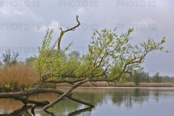 A tree with fresh leaves above water under cloudy sky, Peenetal nature park Park, Mecklenburg-Western Pomerania, Germany