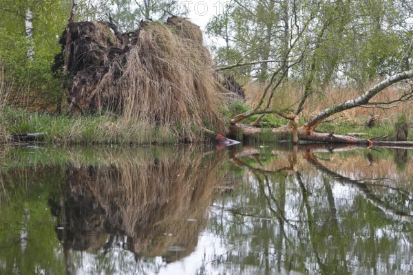 Fallen tree and grass reflected in water, Peenetal nature park Park, Mecklenburg-Western Pomerania, Germany