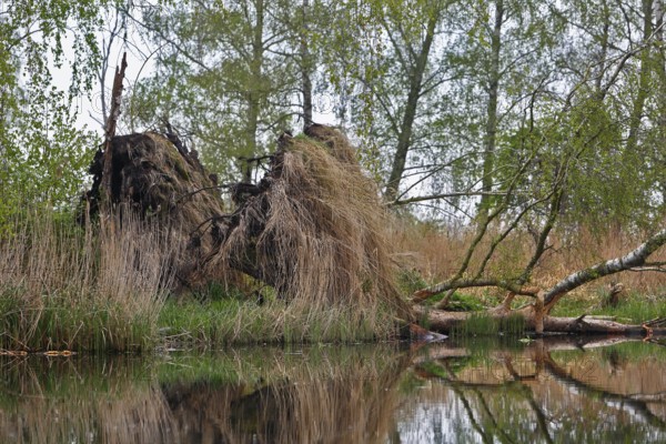Fallen trees with grass reflected in water, surrounded by forest, Peenetal nature park Park, Mecklenburg-Western Pomerania, Germany
