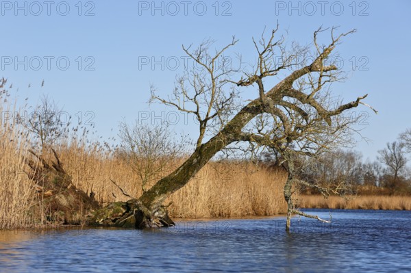 Crooked tree over calm water against blue sky and reeds, Peenetal nature park Park, Mecklenburg-Western Pomerania, Germany