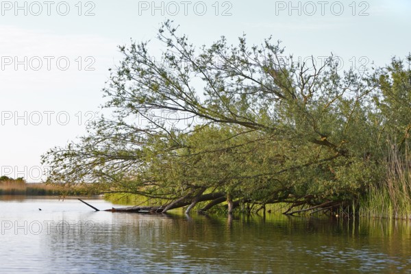 Strong tree leaning over calm water under bright skies, Peenetal nature park Park, Mecklenburg-Western Pomerania, Germany
