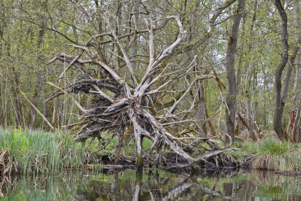 Branched root system of a fallen tree above water, Peenetal nature park Park, Mecklenburg-Western Pomerania, Germany