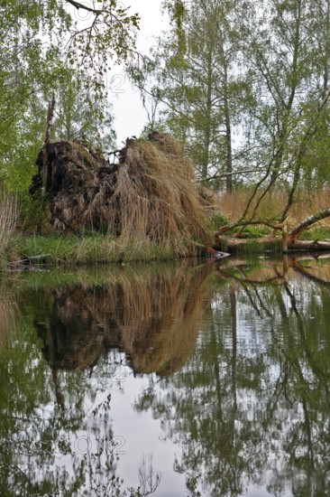 Dense tree reflection in water, natural environment, Peenetal nature park Park, Mecklenburg-Western Pomerania, Germany