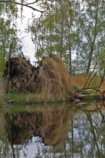 Fallen tree with roots on water, quiet forest environment, Peenetal nature park Park, Mecklenburg-Western Pomerania, Germany