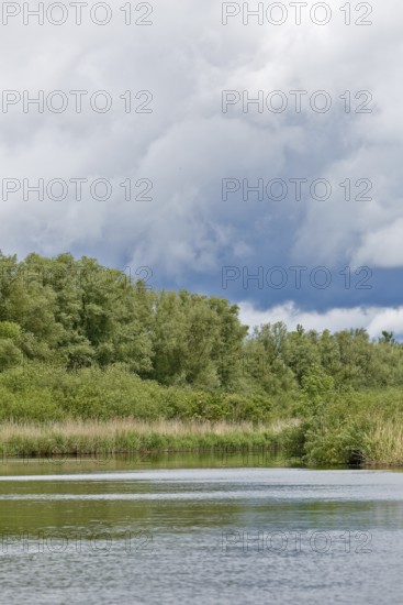 Dense vegetation and a calm river under a grey sky, Peenetal nature park Park, Mecklenburg-Western Pomerania, Germany