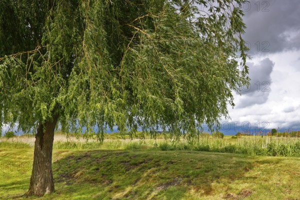 Willow tree next to a rural field landscape under dramatic sky, Peenetal nature park Park, Mecklenburg-Western Pomerania, Germany