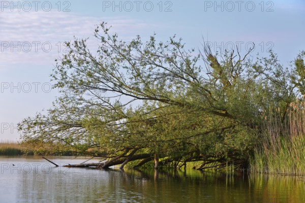 Trees lean across still water surrounded by reeds, Peenetal nature park Park, Mecklenburg-Western Pomerania, Germany