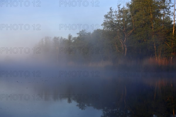 Trees reflected in morning fog on the lake, Peenetal nature park Park, Mecklenburg-Western Pomerania, Germany