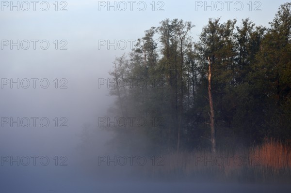 Morning fog sweeps across lakeside trees, Peenetal nature park Park, Mecklenburg-Western Pomerania, Germany