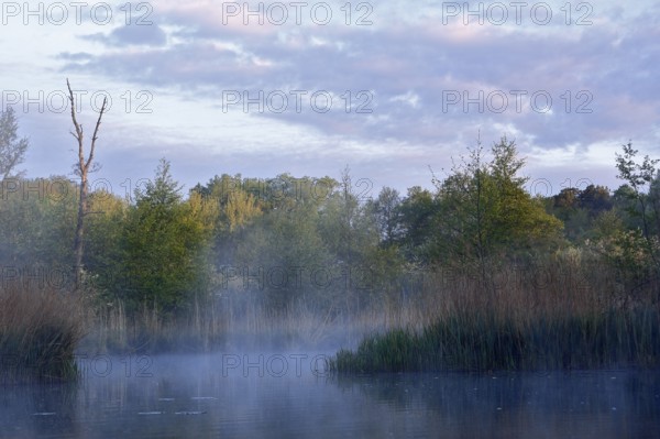 Misty morning over a lake with trees and meadows, Peenetal nature park Park, Mecklenburg-Western Pomerania, Germany